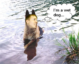 vectro-wet-dog.jpg